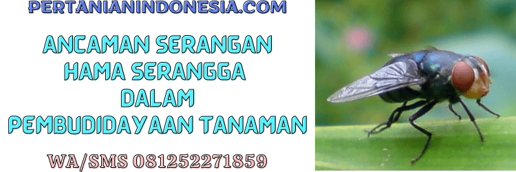 ancaman,serangan,hama,serangga,hama serangga,pertanian indonesia